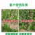 腐殖酸液体氮肥促进光合作用全水溶氮肥叶面肥料厂家直销