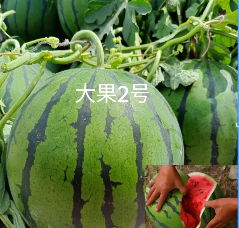 大果2号纯圆形西瓜种子花皮红肉单瓜15斤左右约1000粒