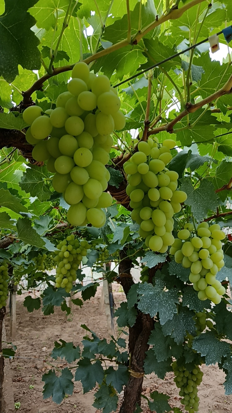 河北维多利亚葡萄大量现货规格齐全可视频看货代发全国