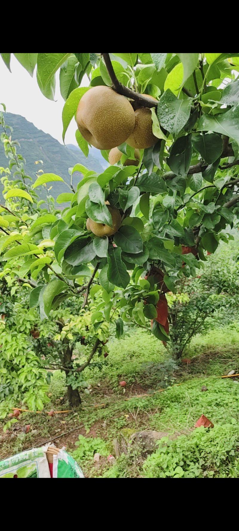 四川丰水梨已大量上市，口感脆甜，喜欢的老板联系我哦