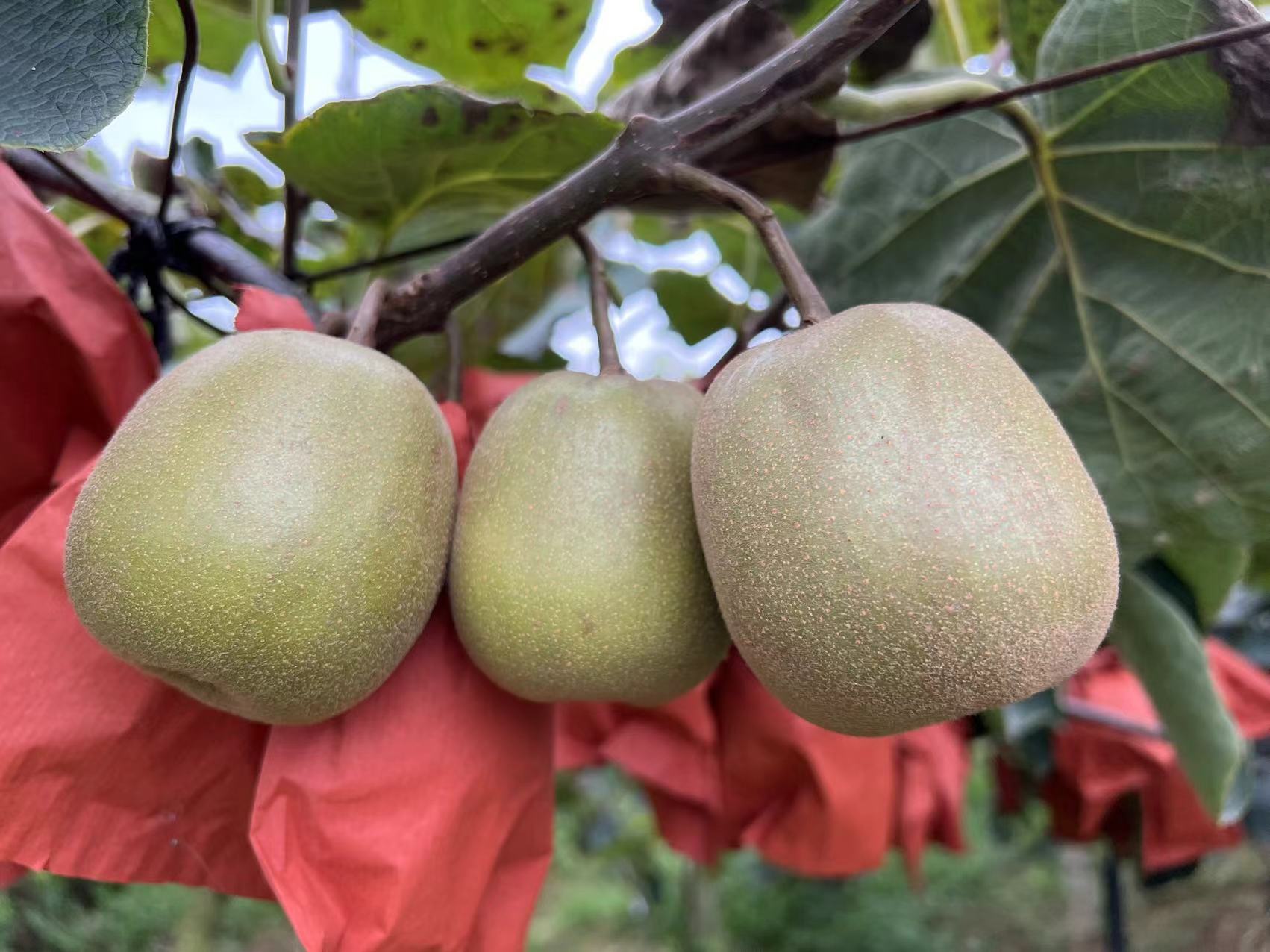 红心猕猴桃不同成熟阶段对比图