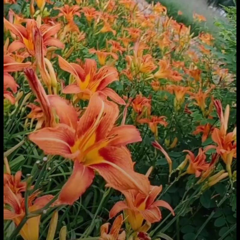 大花萱草