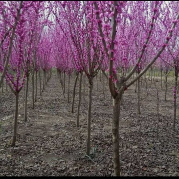 紫荆
