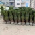 铁树铁树小苗铁树基地铁树工程苗苏铁工程苗直销