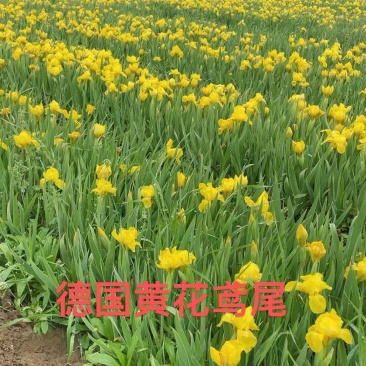 黄花鸢尾