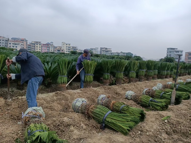 铁树铁树小苗铁树基地铁树工程苗苏铁工程苗直销