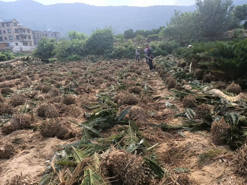 铁树铁树小苗铁树基地铁树工程苗苏铁工程苗直销