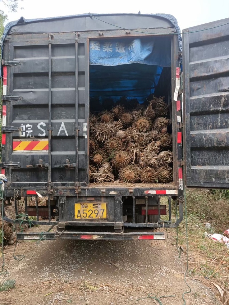 铁树铁树小苗铁树基地铁树工程苗苏铁工程苗直销