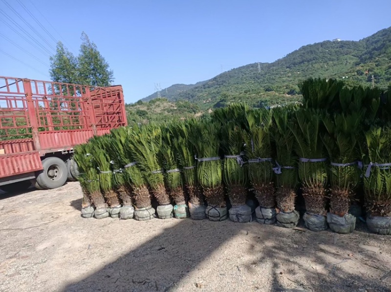 铁树铁树小苗铁树基地铁树工程苗苏铁工程苗直销