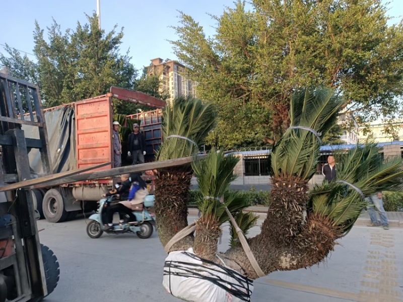 铁树铁树小苗铁树基地铁树工程苗苏铁工程苗直销