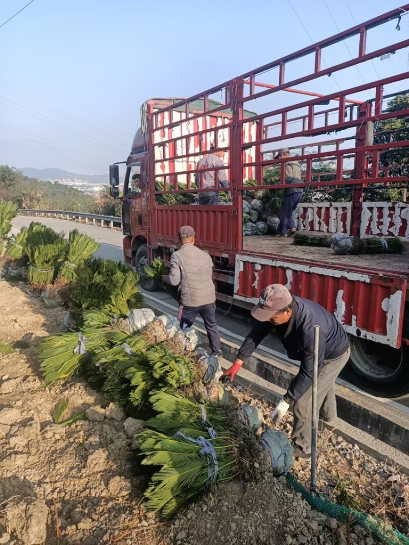 铁树铁树小苗铁树基地铁树工程苗苏铁工程苗直销