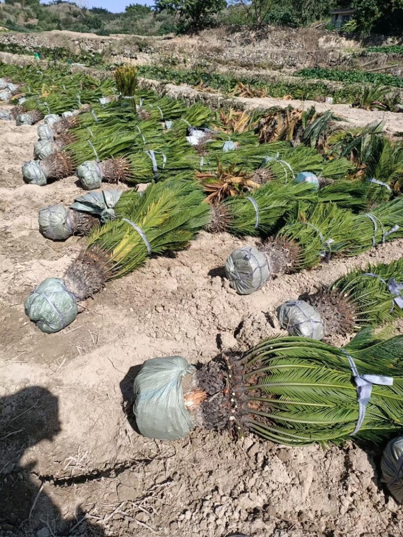 铁树铁树小苗铁树基地铁树工程苗苏铁工程苗直销