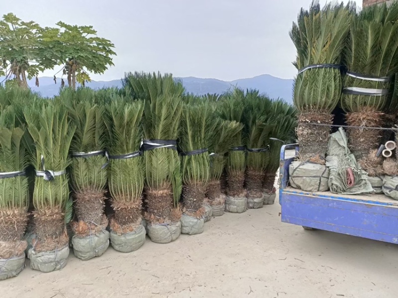 铁树铁树小苗铁树基地铁树工程苗苏铁工程苗直销