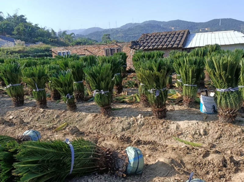 铁树铁树小苗铁树基地铁树工程苗苏铁工程苗直销