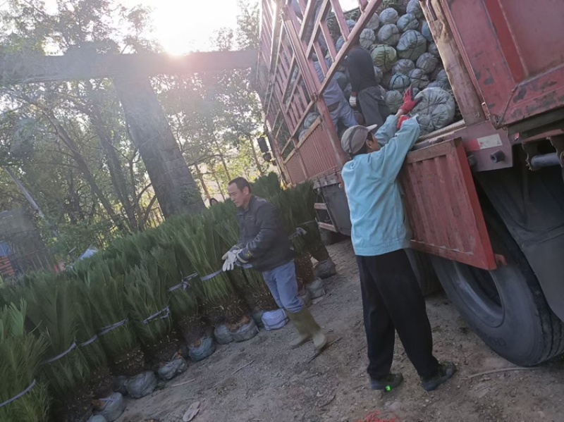 铁树铁树小苗铁树基地铁树工程苗苏铁工程苗直销