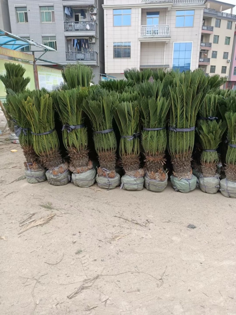 铁树铁树小苗铁树基地铁树工程苗苏铁工程苗直销