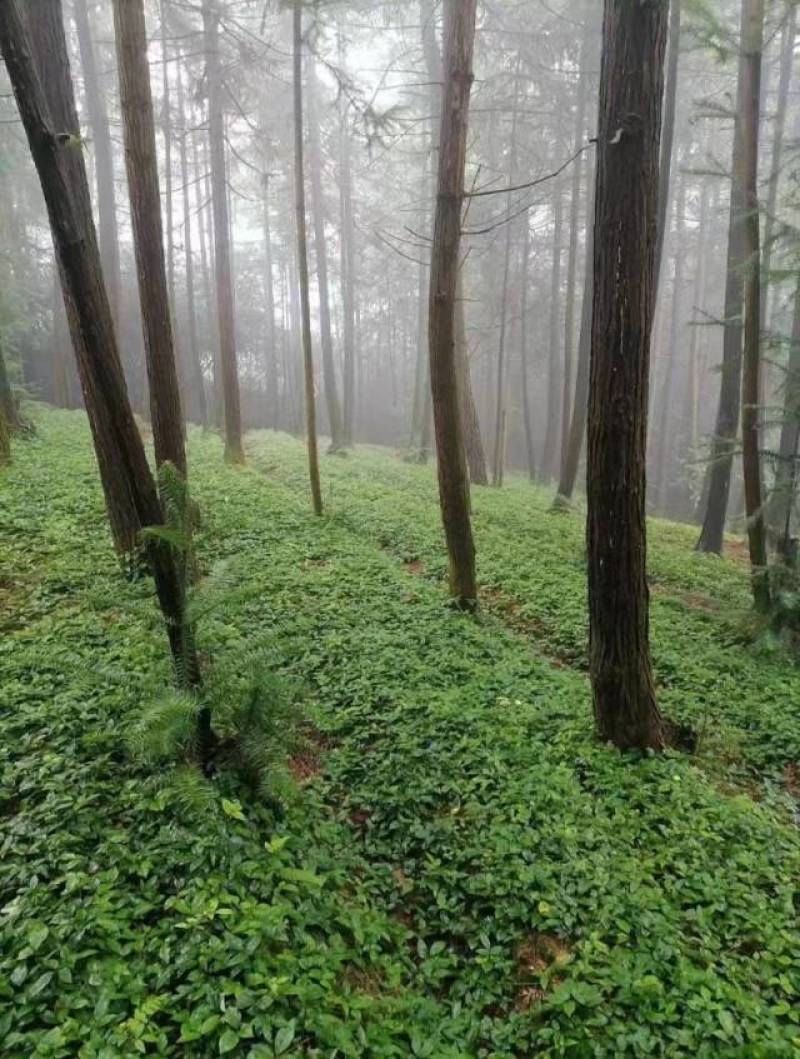 产地正宗小叶紫藤三叶青苗，母本藤育苗品质好，基地直销