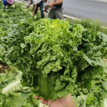 毛白菜麻叶青麻叶产地支持视频看货质量好货源充足欢迎订购