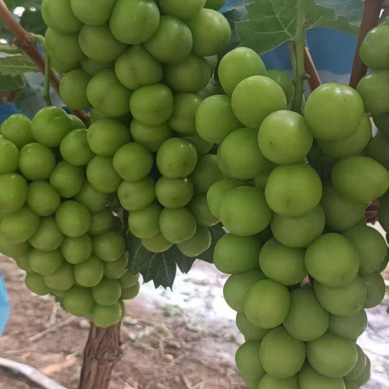 河北阳光玫瑰大量现货供应颗粒饱满需要的老板联系了