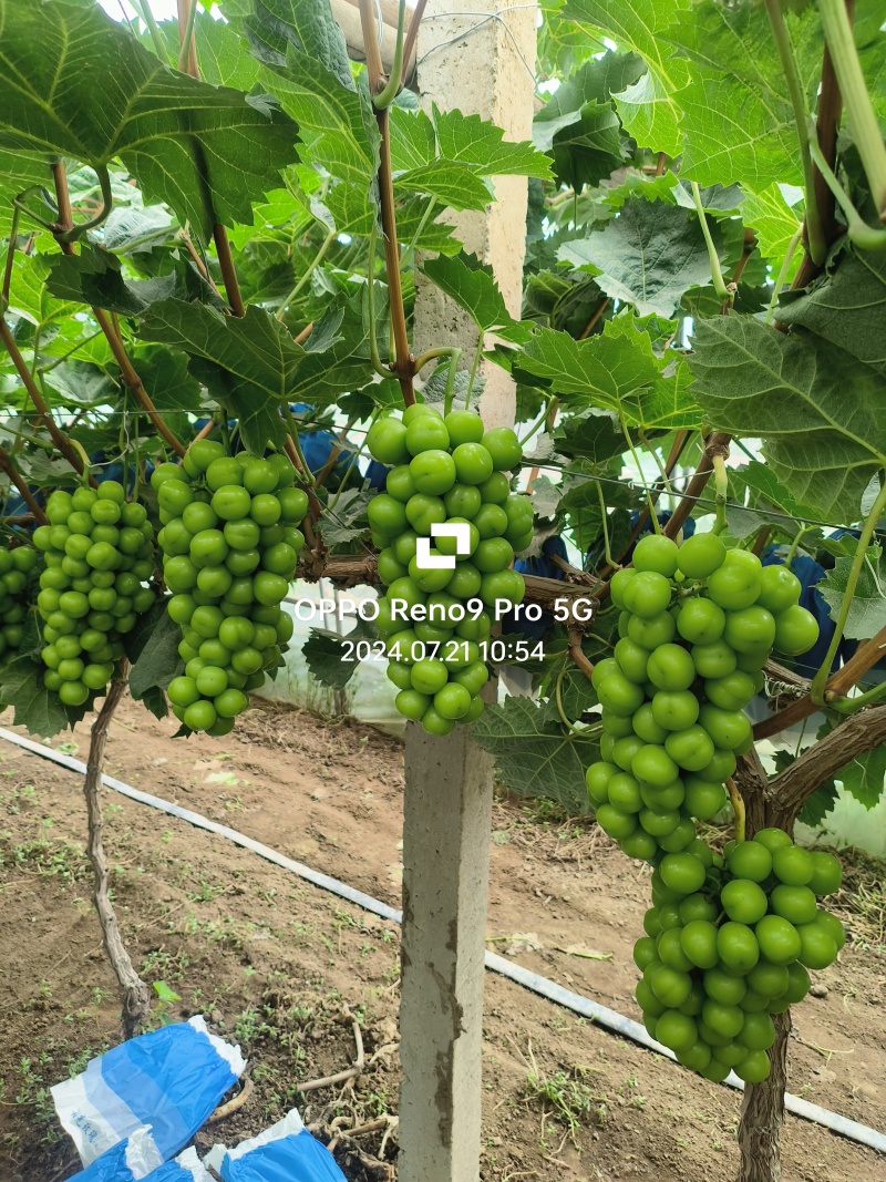 河北阳光玫瑰大量现货供应颗粒饱满需要的老板联系了