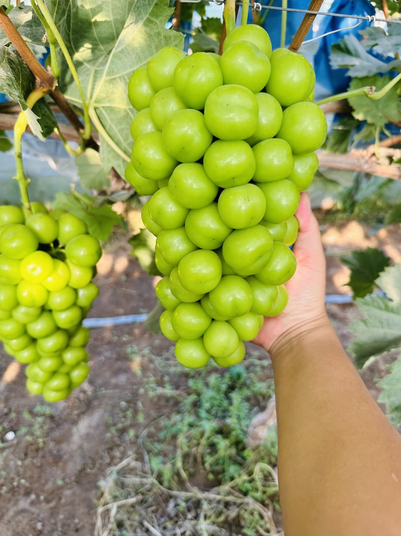 河北阳光玫瑰大量现货供应颗粒饱满需要的老板联系了