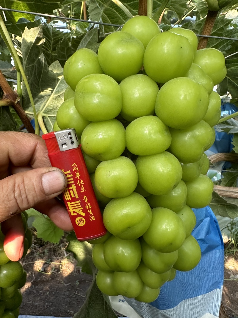 河北阳光玫瑰大量现货供应颗粒饱满需要的老板联系了