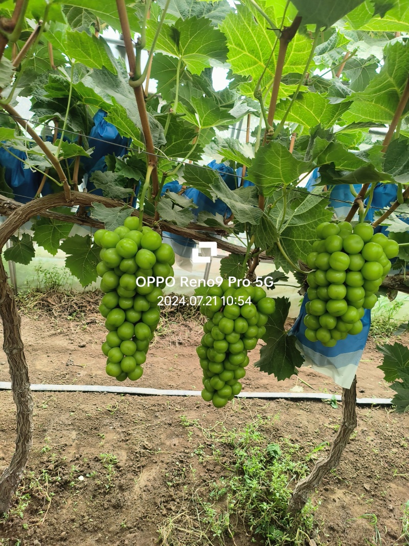 河北阳光玫瑰大量现货供应颗粒饱满需要的老板联系了