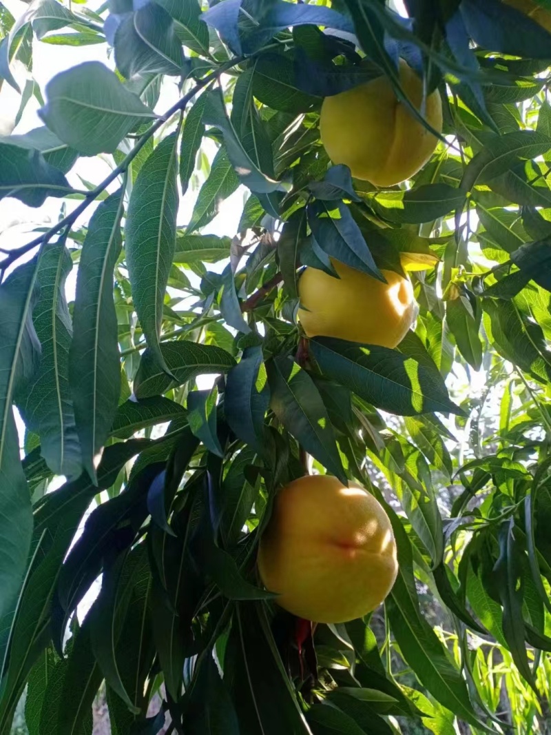 陕西黄金蜜3号上市