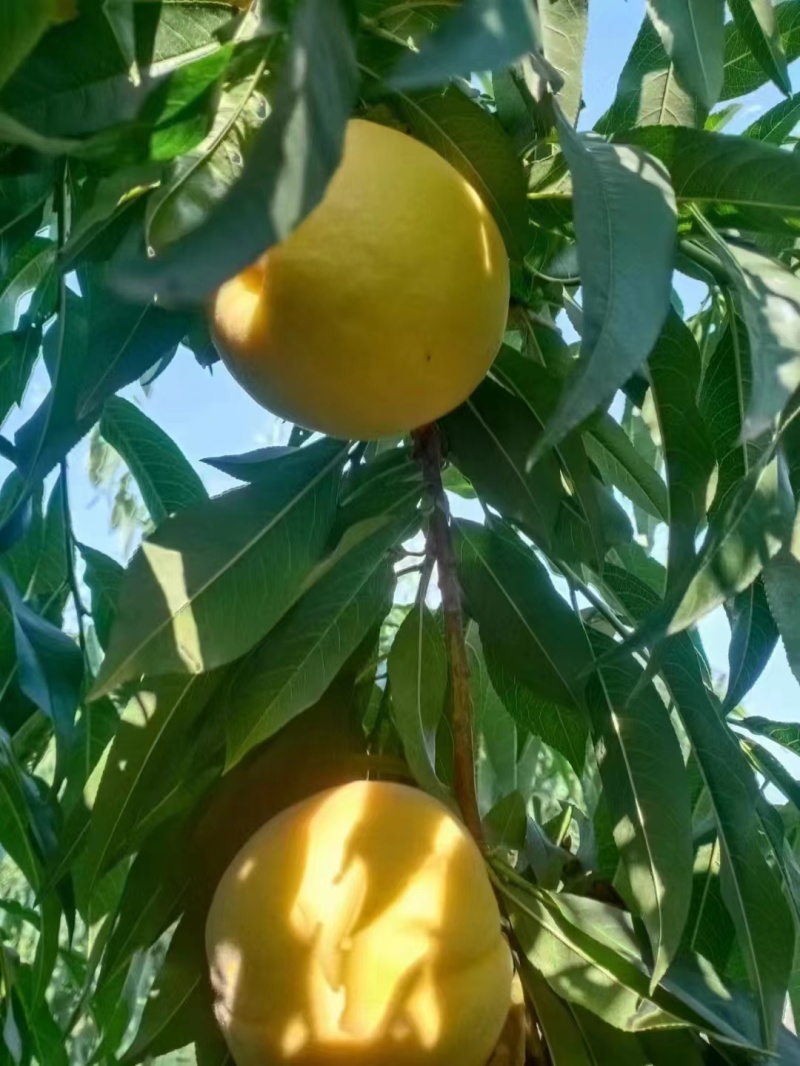 陕西黄金蜜3号上市