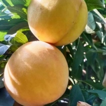 陕西黄金蜜3号上市