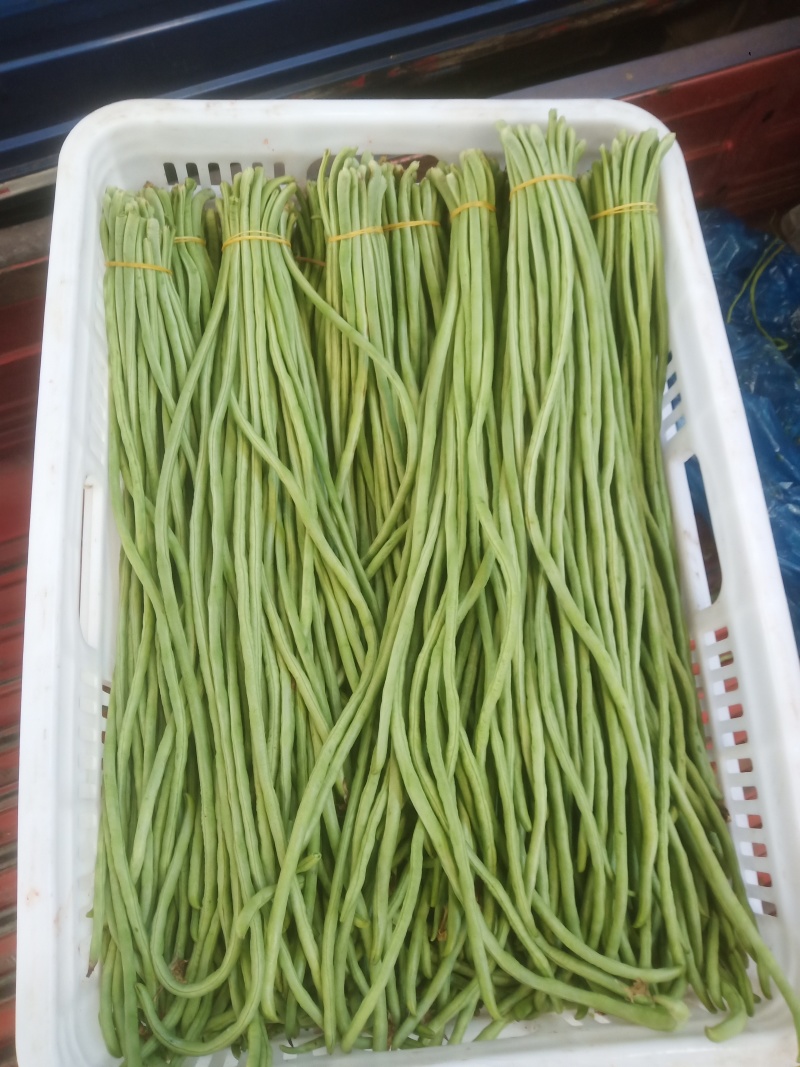 油皮丝瓜有货