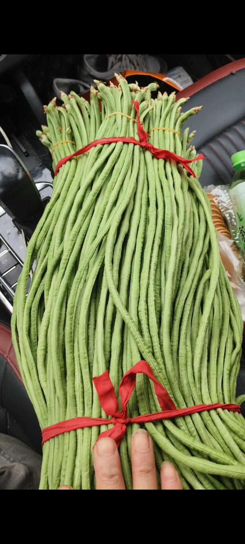 油皮丝瓜有货