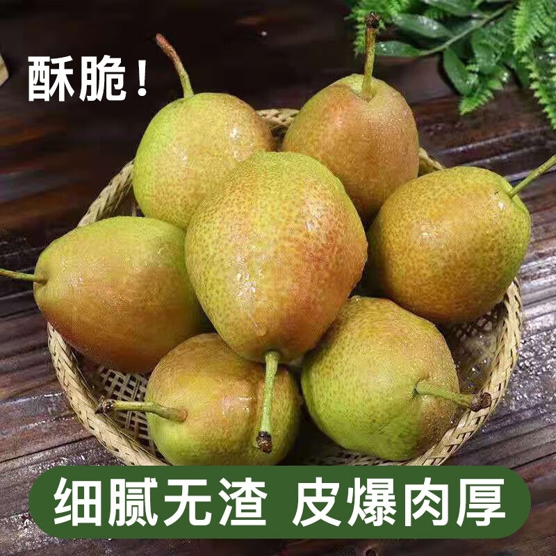 山东阳信七号梨，早酥，秋月，皇冠，