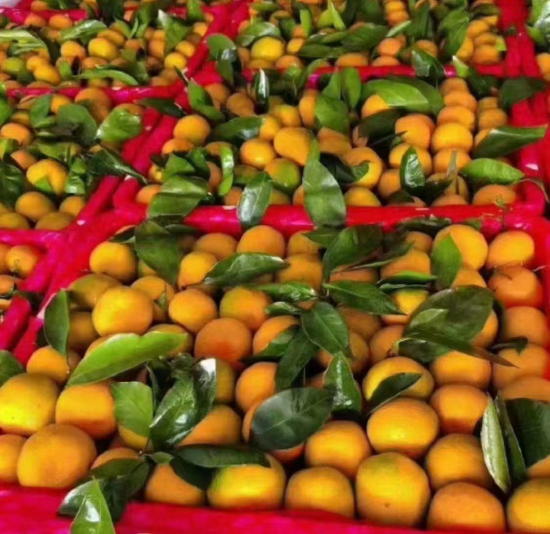 甜橙果皮提取精油过程