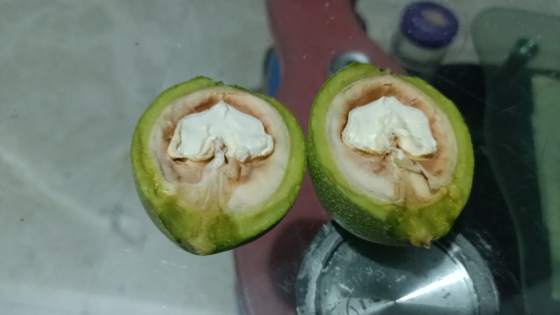 礼品2号青皮，清香青皮，大量有货，量大从优，欢迎新老客户