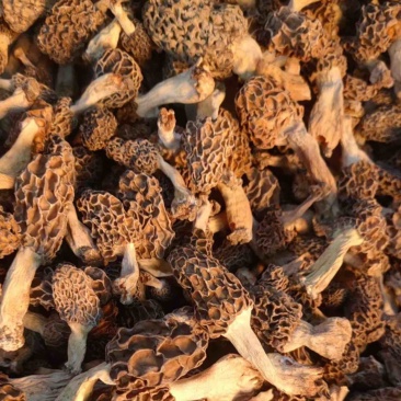 纯野生羊肚菌