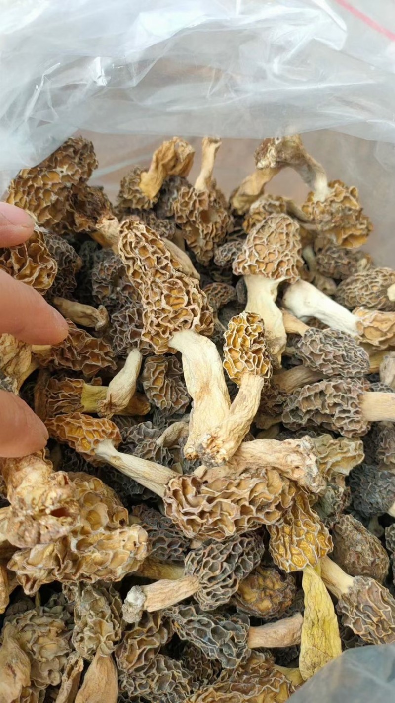 纯野生羊肚菌