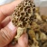纯野生羊肚菌
