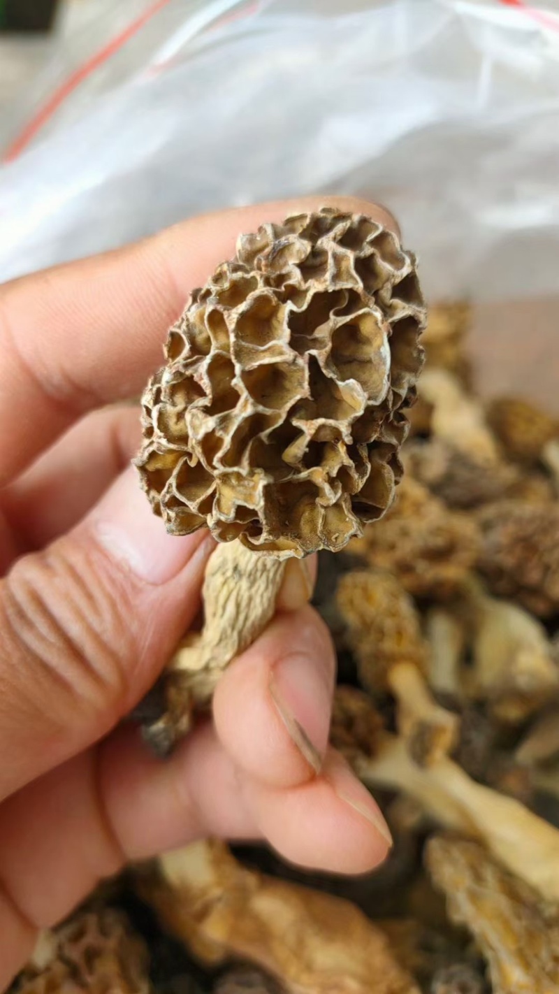 纯野生羊肚菌