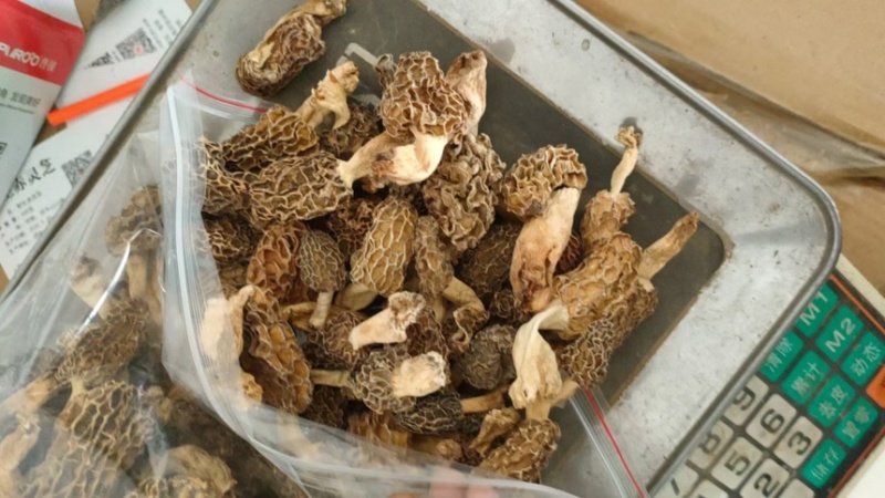 纯野生羊肚菌