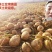陕西土豆（沃土）产地一手货源，规格齐全，可视频代发全国