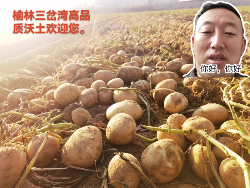 陕西土豆（沃土）产地一手货源，规格齐全，可视频代发全国