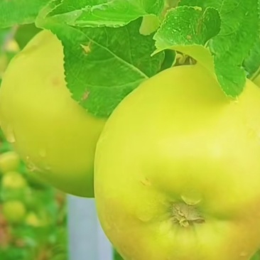 小金苹果花椒核桃梨子