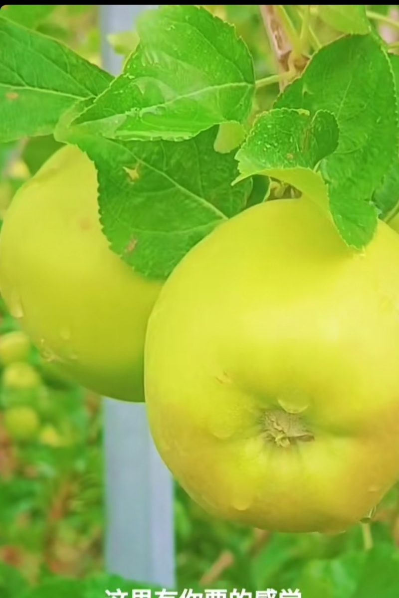 小金苹果花椒核桃梨子