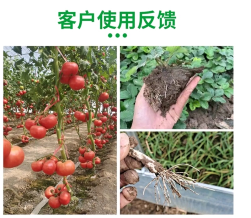 海藻鱼蛋白有机水溶肥料抗温抗病改良土壤蔬菜水果肥料