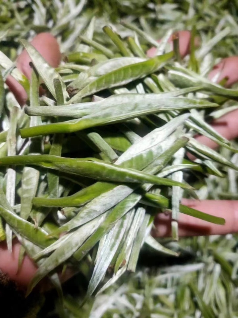 风庆滇红头春大金针，薯蜜香浓郁，耐泡度高