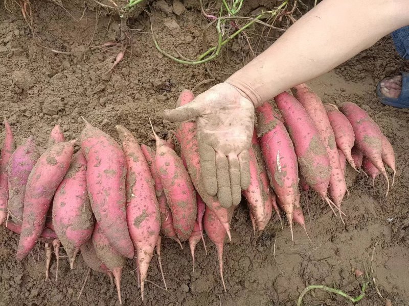 鱼蛋白多肽高钾水溶肥12-8-40源头工厂，欢迎来聊