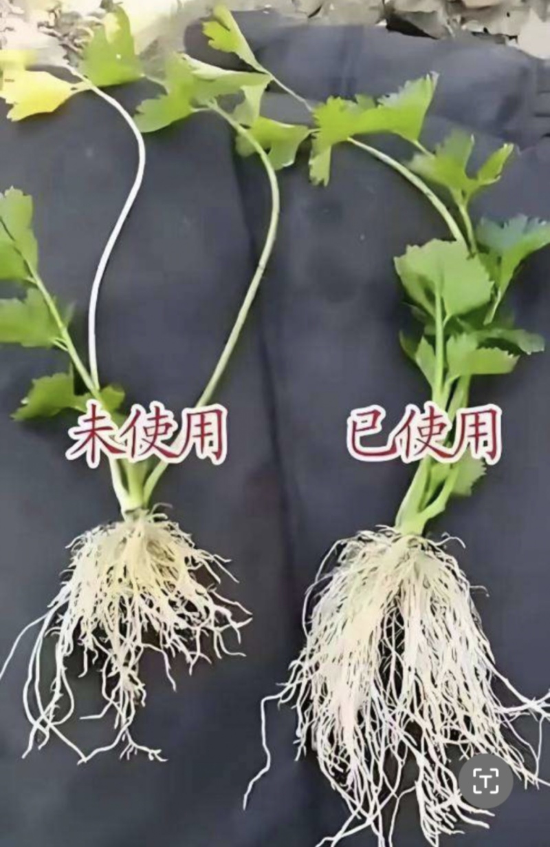 生根促根壮苗含氨基酸水溶肥料活化土壤抑菌防病