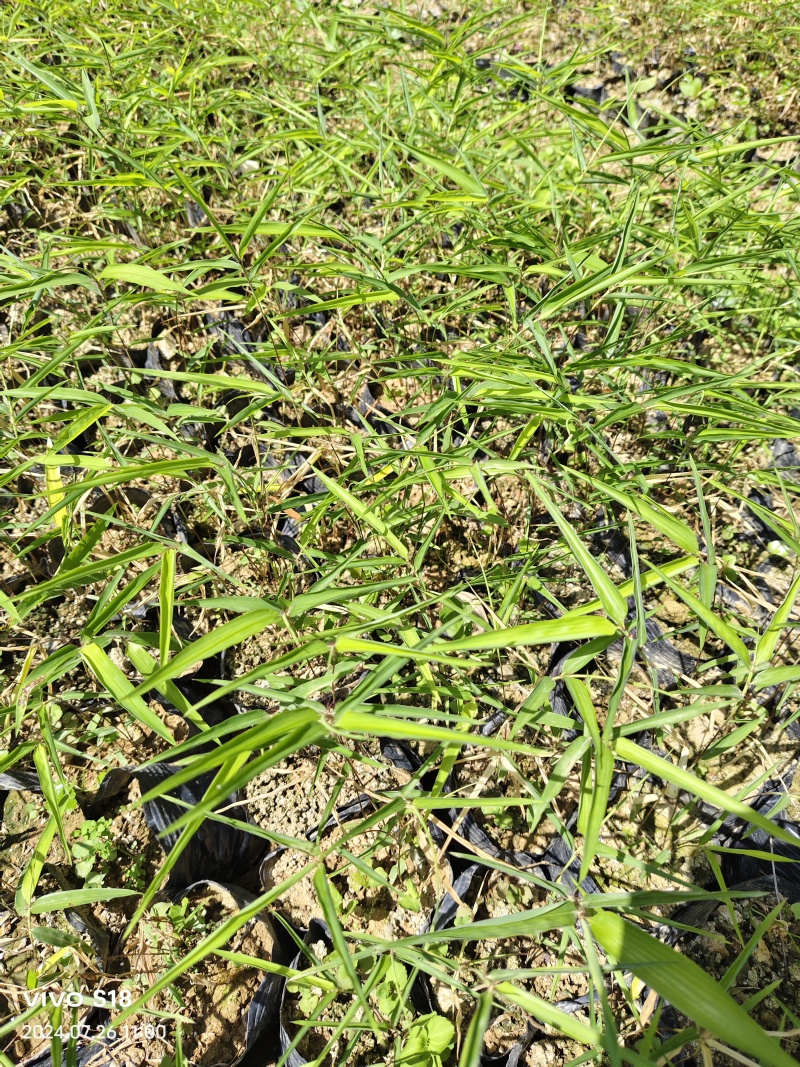 楠竹苗
