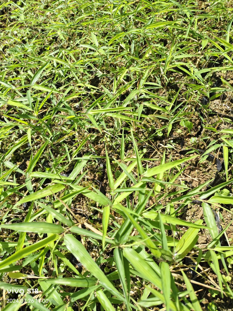 楠竹苗